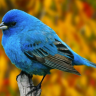 Blue_bird